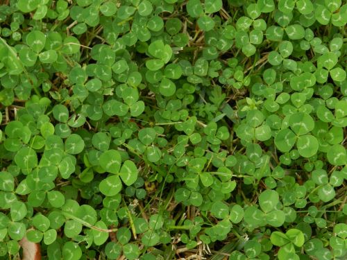 clover green luck