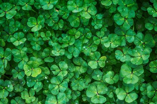 clover plant green