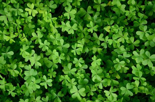 clover the background green