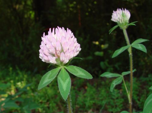 clover red clover fabaceae