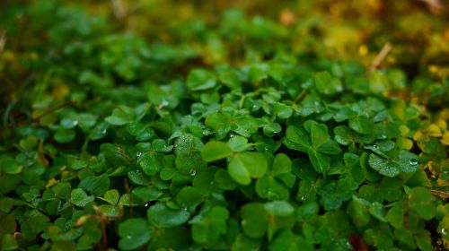 clover macro grass