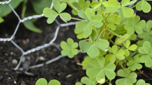 clover green chicken wire