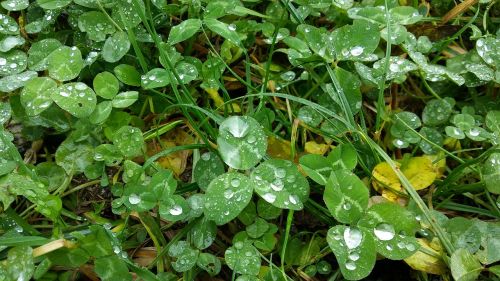 clover meadow rain