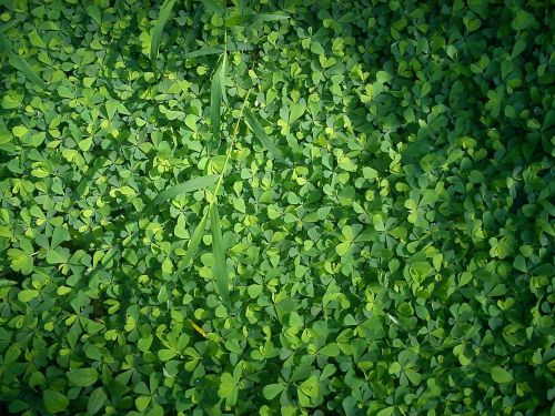 clover grass green