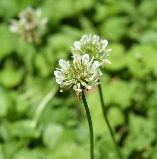 clover blossom bloom