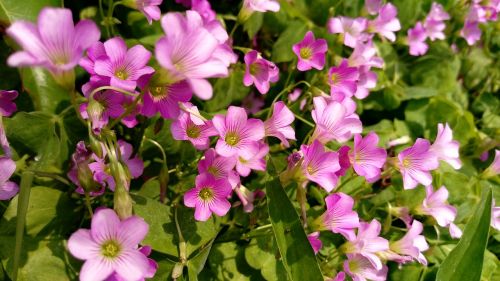 clover flowers and plants may