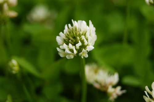 clover plant flower