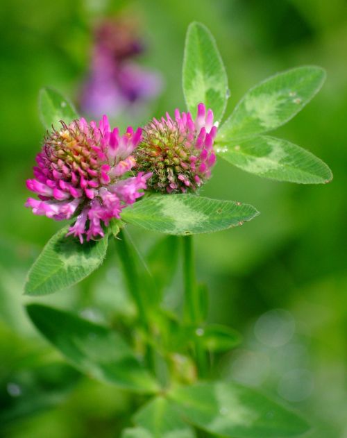 clover flowers field