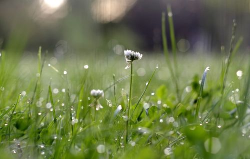 clover white rosa