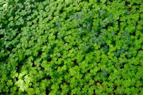 clover good luck background