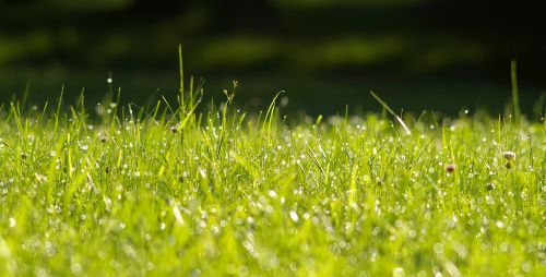 clover white grass