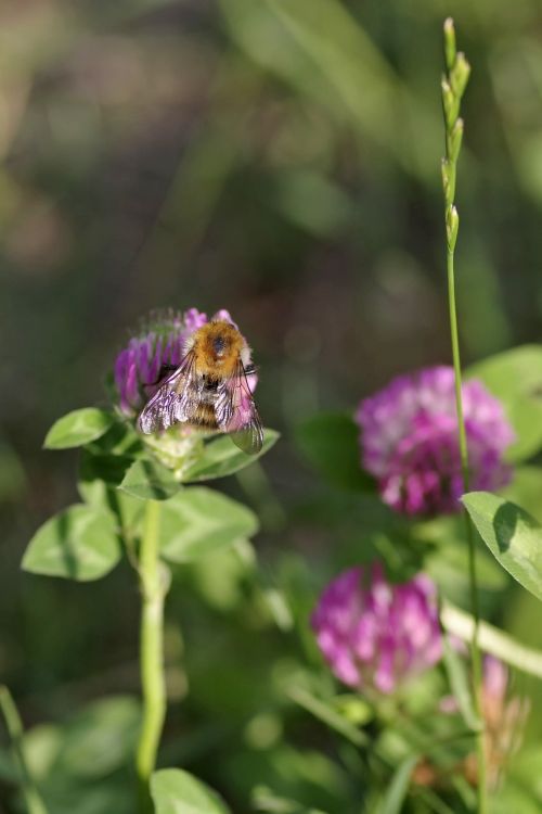 clover red blue