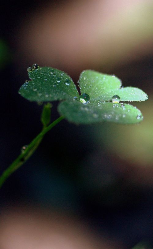 clover drops dew