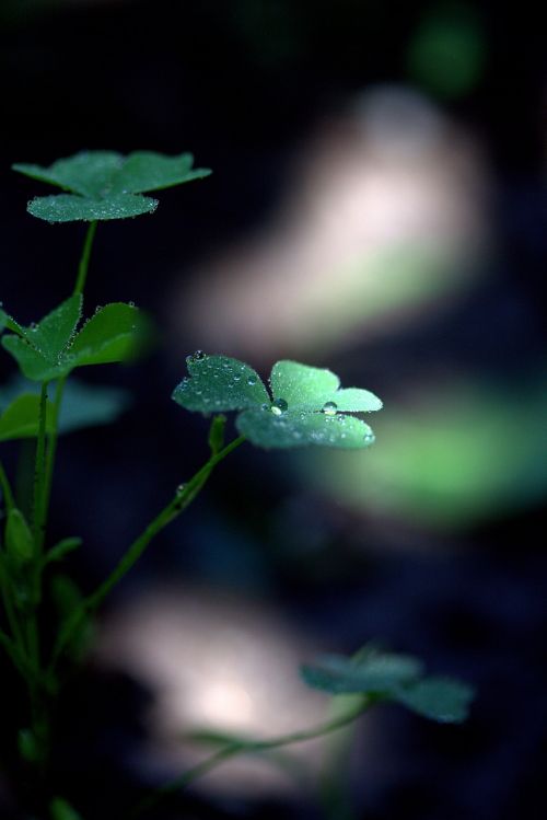 clover drops dew