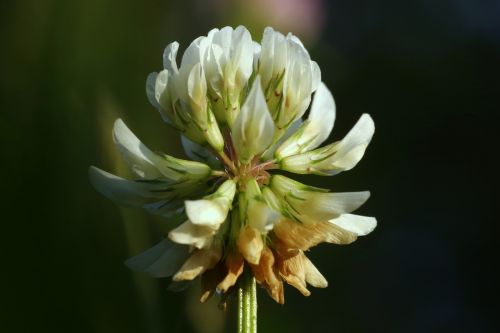 clover white łąkowa