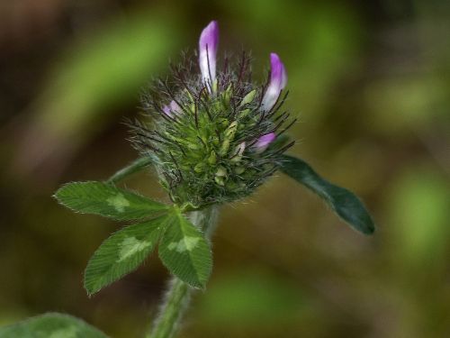 clover leaves meadow