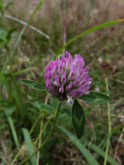 clover field flower