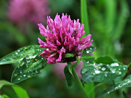 clover field meadow