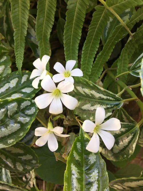 clover white nature