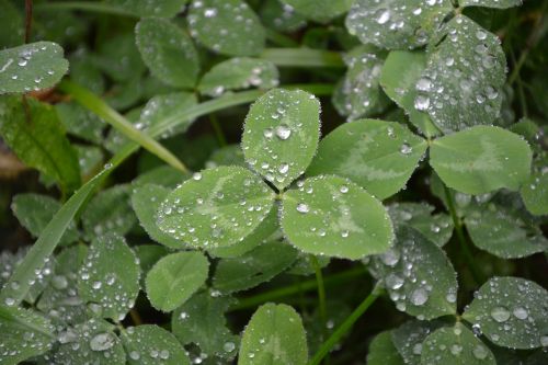 clover leaf clovers green droplets of rain