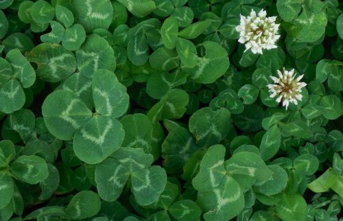 clover nature green