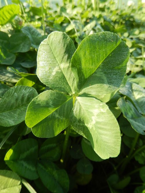 clover chance field