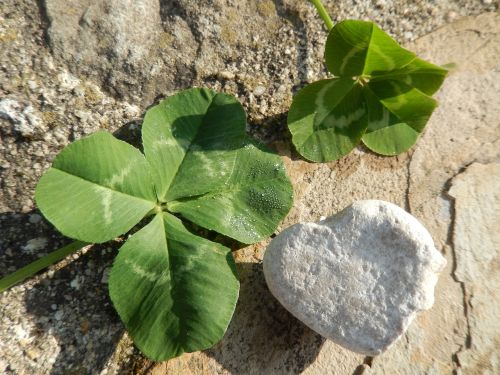 clover heart nature