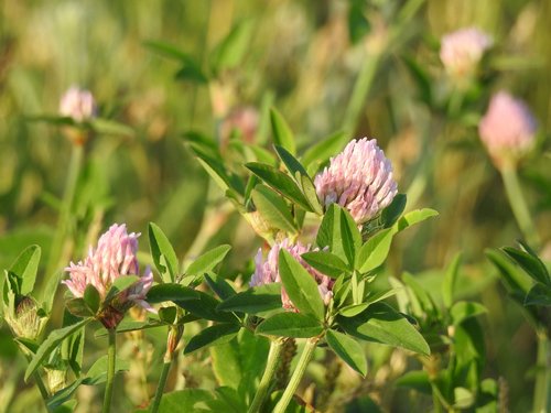 clover  blooms  flower purple