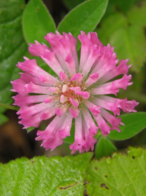 clover  pink  flower