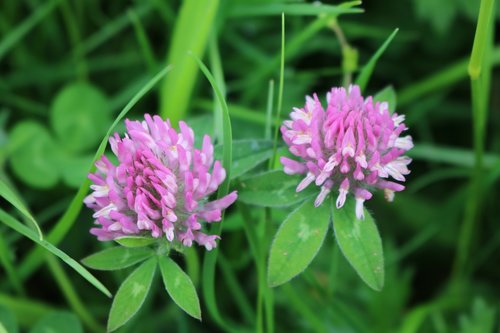 clover  flower  blossom