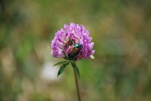 clover  purple  bug