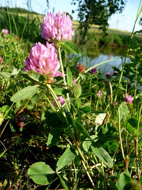 clover nature plant