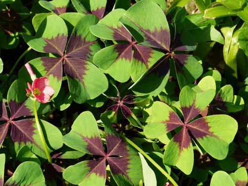 clover  plant  grass