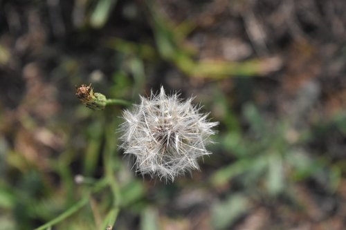 clover  field  nature