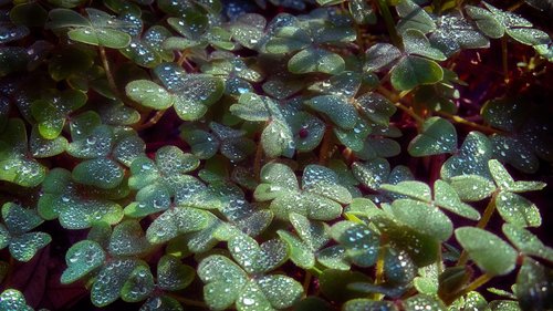 clover  macro  grass