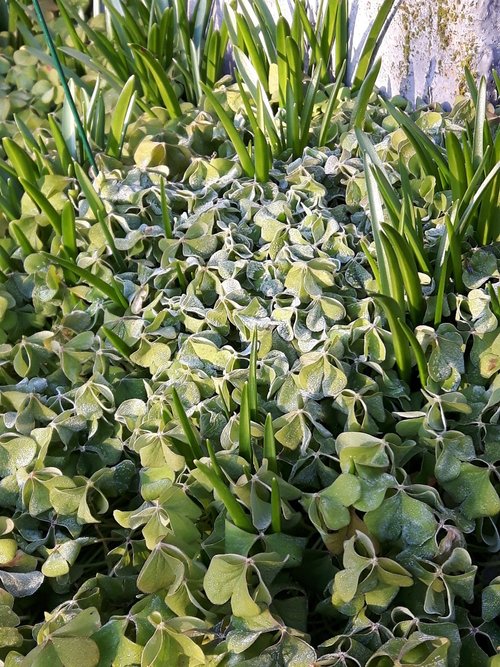 clover  green  frost