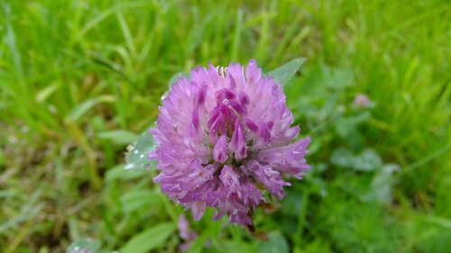 clover  flower  nature