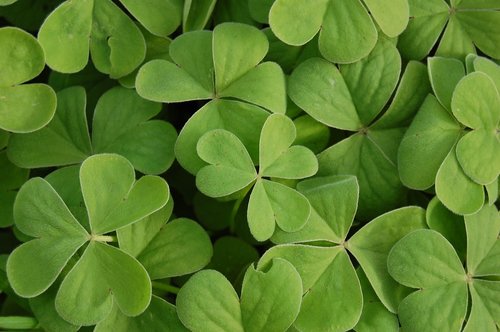 clover  green  plant