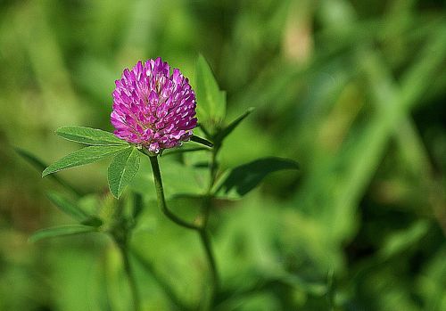 clover meadow plant red