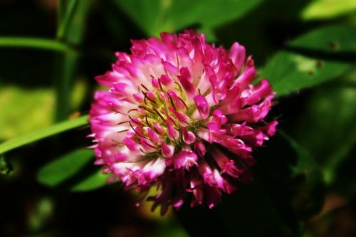 clover pink flower