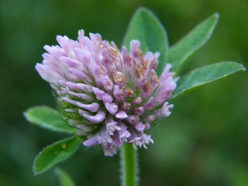 clover blossom pink