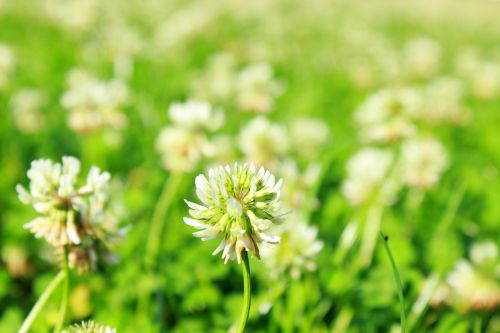 clover grass summer