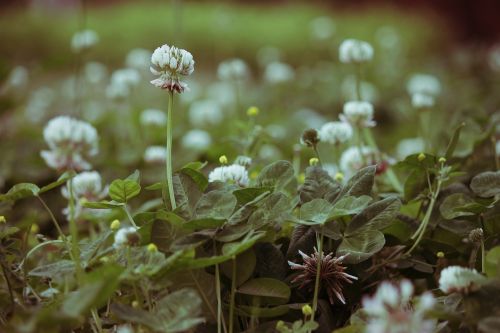 clover flower wild