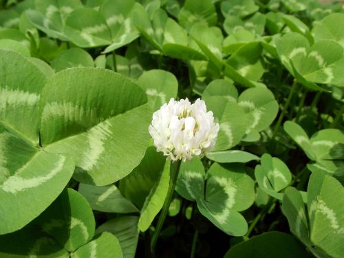 clover plant green