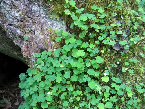 clover green nature