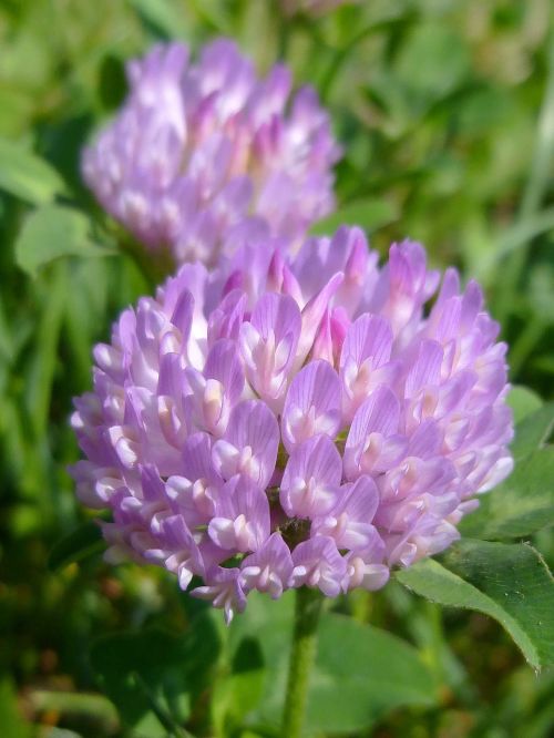 clover flower purple