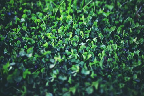 clover trefoil trifolium