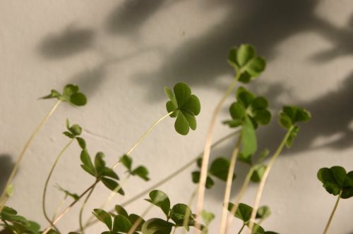 clover small fresh plant