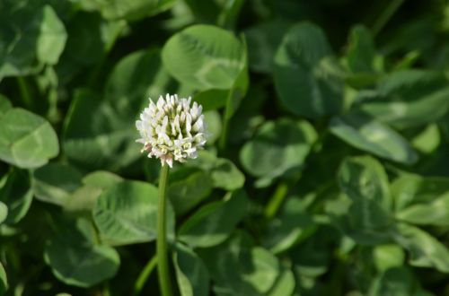 Clover Flower