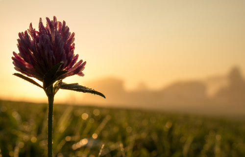 clover flower clover flower